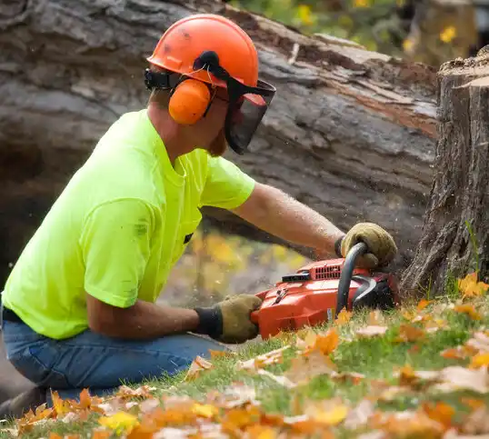 tree services Paradise